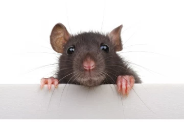 ஆபரேஷனுக்காக 4 வருசமா காய்கறி வித்து சேர்த்த பணம்! ஒரே இரவில் நடந்த அசம்பாவிதம்