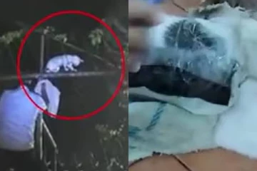 பூனையின் உடலில் விநோத பொருள்; ஜெயிலில் அதிர்ச்சி - சினிமாவை மிஞ்சிய சம்பவம்