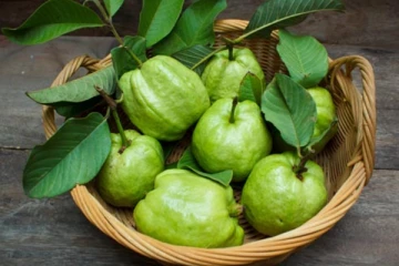 இந்த பிரச்சினை உள்ளவர்கள் தெரியாமகூட கொய்யாப்பழம் சாப்பிடக்கூடாதாம்! எச்சரிக்கை... பேராபத்து