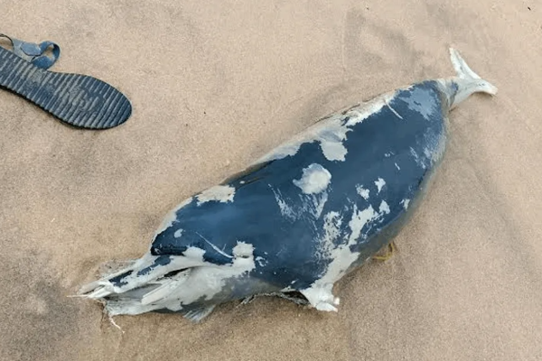 கல்முனை கடற்கரை பிரதேசத்தில் இறந்த நிலையில் டொல்பின் மீன் | Dead Dolphin Found In Kalmunai Beach Area கல்முனை கடற்கரை பிரதேசத்தில் இறந்த நிலையில் டொல்பின் மீன் | Dead Dolphin Found In Kalmunai Beach Area