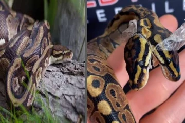 viral video: இரட்டை தலையுடன் இருக்கும் பந்து மலைப்பாம்பு! புல்லரிக்கும் காட்சி