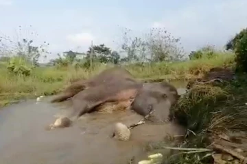 ஆறு நாட்களாக உயிருக்கு போராடும் ஜீவன்; பிரதேசவாசிகள் கவலை