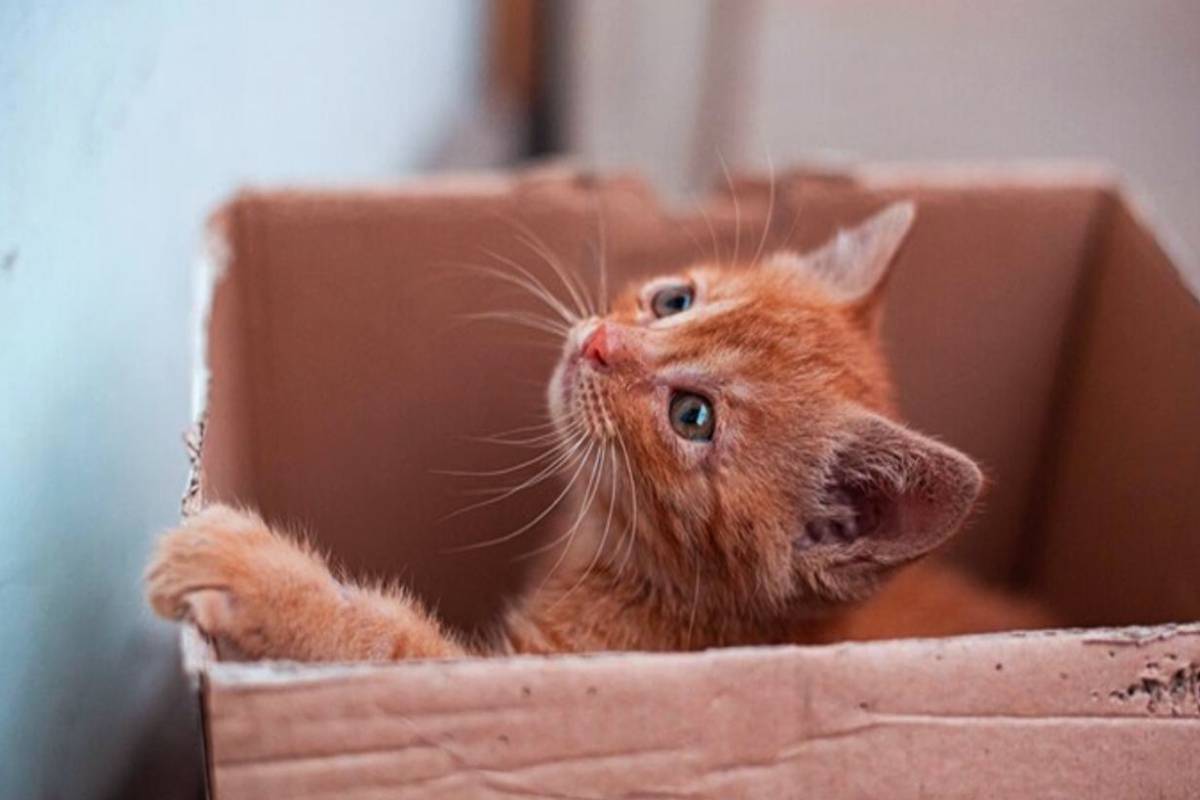 பூனைக்கு சாப்பாடு ஊட்டியே ரூ.72 லட்சம் சம்பாதித்த இளைஞன் | Man Earns Rs 20 Lakhs From Cat Grooming Service பூனைக்கு சாப்பாடு ஊட்டியே ரூ.72 லட்சம் சம்பாதித்த இளைஞன் | Man Earns Rs 20 Lakhs From Cat Grooming Service