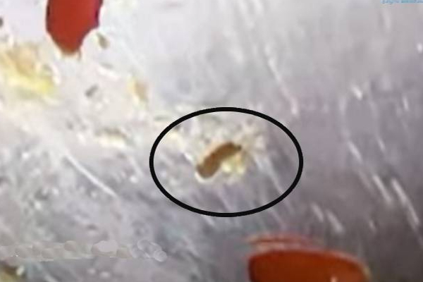 யாழில் பிரபல சைவ ஹோட்டல் உணவில் இருந்த புழுக்கள்! அதிர்ச்சியடைந்த நபர் | Worms In Popular Vegetarian Hotel Food In Jaffna