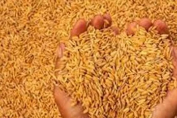 වී වලට ජනපතිගෙන් වගකීමක්..