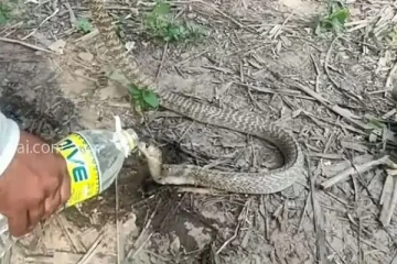 வீட்டுக்குள் திடீரென புகுந்த பாம்பு: தண்ணீர் கொடுத்த இளைஞர்- வைரல் வீடியோ