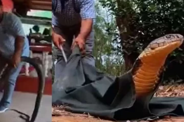 Viral Video: 15 அடி நீள ராஜநாகம்! பதறவைக்கும் வீடியோ காட்சிகள்