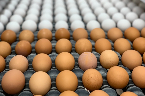 இலங்கைக்கு வரவுள்ள முட்டைகள் தொடர்பில் வெளியான தகவல்! | Information About Eggs Coming To Sri Lanka