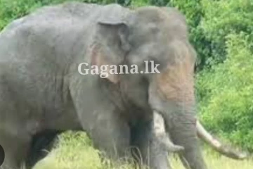 අග්බෝගේ ඇහැට කැටපොල්ලකින් විදලා වැඩ වැරදෙයි.. අවසානයේ නැවතුණ තැන..