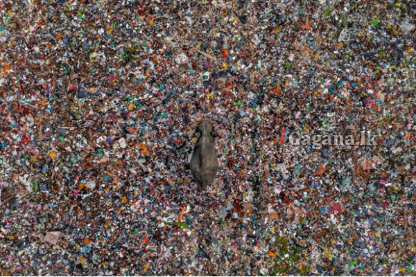 “විෂ ඉඟිය” එක්ක ලක් මව බැබළු ලක්ෂිත  | Lakshitha Among Top 100 Photographs With Toxic Tip