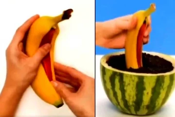 Treading Video: வாழைப்பழ வயிற்றிலிருந்த மிளகாய்! அதிர்ச்சியில் இணையவாசிகள்