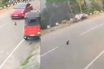 සුනඛයන් යටකර පළාගිය කාන්තාව අත්අඩංගුවට