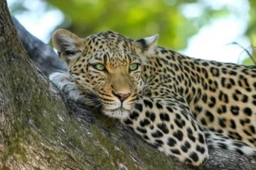 தீடிரென தாக்கிய சிறுத்தை... வளர்ப்பு நாயால் உயிர் பிழைத்த முன்னாள் கிரிக்கெட் வீரர்