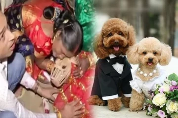 கோலாகலமாக நடந்த செல்ல நாய்களின் திருமணம்! ஹரியானாவில் நடைபெற்ற சுவராஸ்ய சம்பவம்