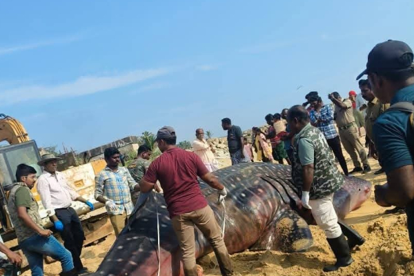 கரையொதுங்கிய 2 டன் ராட்சத சுறா ; படையெடுக்கும் மக்கள் | 2 Ton Giant Shark Washed Ashore Crowds Gather