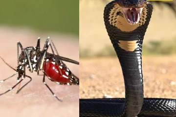 கொசுக்கள், பாம்புகள் இல்லாத ஒரே நாடு எது தெரியுமா? அதற்கான முக்கிய காரணம் இது தான்