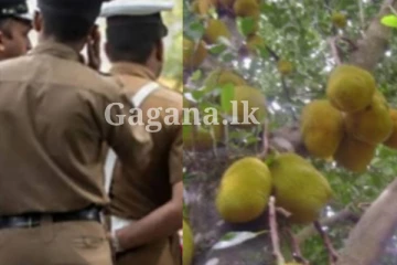පොලීසියට ලොකුකම් පෙන්නලා පැය 18ක් දැවැන්ත ගහක් උඩ.. වෙලා තියෙන්නෙ මෙන්න මේකයි..