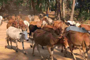 கடும் குளிரால் கால்நடைகள் உயிரிழப்பு! எடுக்கப்பட்டுள்ள தீவிர நடவடிக்கை