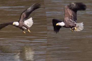 Viral Video: அசால்ட்டாக வந்த கழுகு... மீனை வேட்டையாடிய சுவாரசிய காட்சி