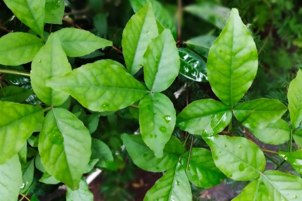 சிவபெருமானுக்கு வில்வ இலை சமர்ப்பிப்பதற்கான காரணம் என்ன? | Why Bilva Leaves As Favour Of Lord Shiva