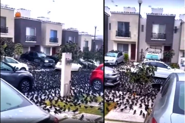 ஜப்பான் தீவு முழுவதும் சூழ்ந்த காகங்கள்.! இயற்கை பேரழிவின் தொடக்கமா?