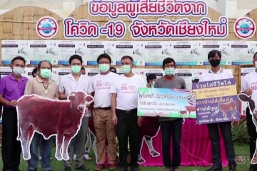 தாய்லாந்தில் கொரோனா தடுப்பூசி போட்டுக்கொண்டால் குழுக்கள் முறையில் பசுமாடு இலவசம்!