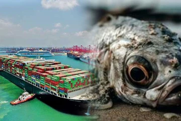 கொழும்பு துறைமுகத்தில் அழுகிய மீன்கள்