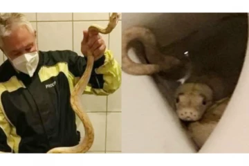 கழிப்பறை கோப்பைக்குள் இருந்த மலைப்பாம்பு.... பார்க்காமல் அமர்ந்த முதியவர்! அடுத்து நடந்தது என்ன?