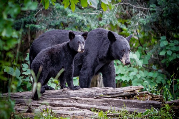 கனடாவில் கரடியொன்றினால் இரண்டு பெண்களுக்கு நேர்ந்த அவலம் | Bear Attack Leaves 2 Women Critically