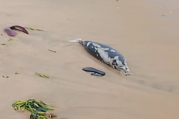 கல்முனையில் கரை ஒதுங்கிய டொல்பின் மீன்