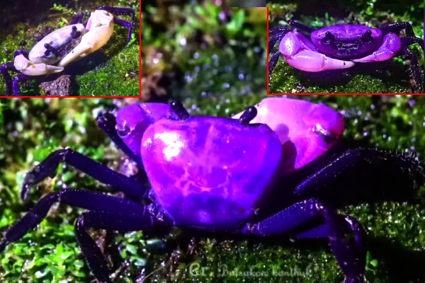 Sirindhorn Crab, Rare purple crab Thailand, Kaeng Krachan National Park, Princess Crab, Thailand wildlife, UNESCO World Heritage species, Exotic crab species, Thai Princess Sirindhorn crab