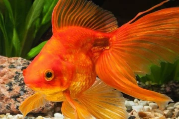 தங்கமீன் வளர்த்த பெண்ணிற்கு காத்திருந்த அதிர்ச்சி