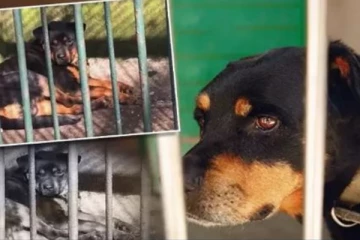 நாயை ஓநாய் போல காட்ட முயற்சிக்கும் சீன மிருகக்காட்சிசாலை!