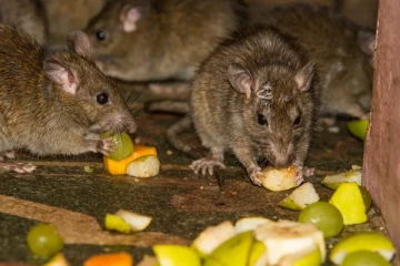 கனடாவில் அதிக எலிகளைக் கொண்ட நகரம்