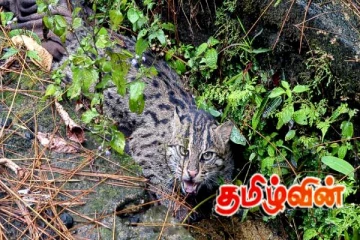 தியகல பகுதியில் ஒரு சிறுத்தை குட்டி உயிருடன் மீட்பு!