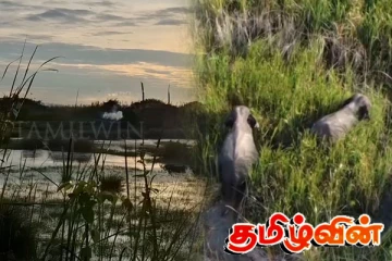 மட்டக்களப்பு எழுவான் நிரப்பரப்பிற்குள் மீண்டும் மீண்டும் உள்நுழையும் காட்டு யானைகள்