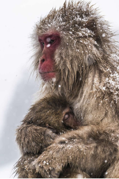 නිමක් නොවන දරු සෙනෙහසේ අරුමය කියන 