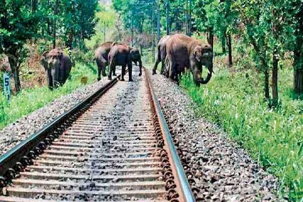 தொடருந்துடன் மோதி காட்டு யானை உயிரிழப்பு | Wild Elephant Dies After Being Hit By Train