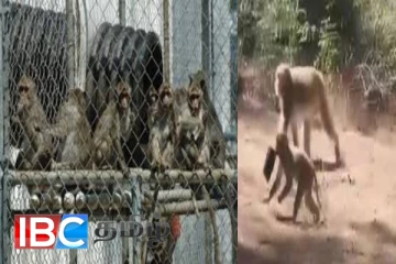 அமெரிக்காவில் ஆய்வகத்தில் இருந்து தப்பிய குரங்குகள் : பொதுமக்களுக்கு எச்சரிக்கை