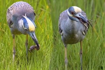 Viral Video: நண்டை உணவாக்கிய நாரை... புல்லரிக்க வைக்கும் காட்சி