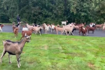 அமெரிக்காவில் காட்டுத்தீயை கட்டுப்படுத்த மேற்கொள்ளும் அதிரடி நடவடிக்கை!