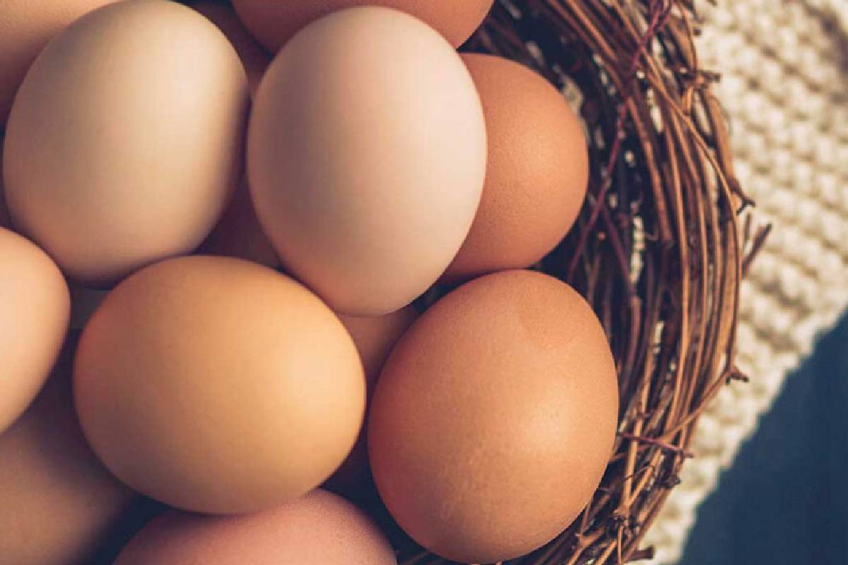 மீண்டும் உயரும் முட்டை விலை - புதிய விலை நாளை முதல் நடைமுறையில் | Egg Prices To Increase From Tomorrow மீண்டும் உயரும் முட்டை விலை - புதிய விலை நாளை முதல் நடைமுறையில் | Egg Prices To Increase From Tomorrow