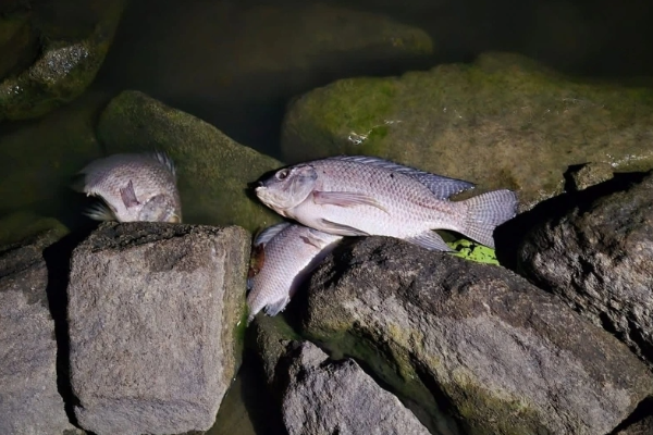 இறந்து கரையொதுங்கும் மீன்கள்; வவுனியா மக்களுக்கு எச்சரிக்கை | Dead Fish Washing Up On Shore Warning To Vavuniya