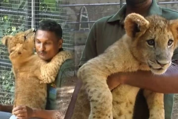 'சிம்பா' சிங்கக்குட்டியை பார்வையிட மக்களுக்கு வழங்கப்பட்டுள்ள வாய்ப்பு(Video)