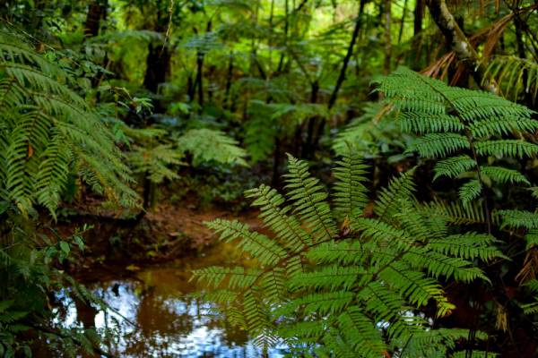 வனங்களில் சட்டவிரோத வேட்டைக்கு எதிராக புதிய கட்டுப்பாடு | Sri Lanka To Ban Weapons In Forests