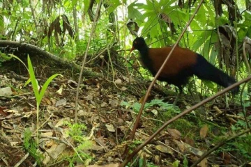 140 ஆண்டுகளுக்குப் பிறகு கண்டுபிடிக்கபட்ட பறவை இனம்! மகிழ்ச்சியில் விஞ்ஞானிகள்