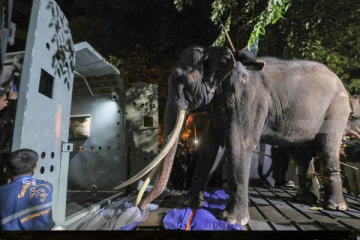 முத்துராஜா யானைக்கு தாய்லாந்தில் சிகிச்சைகள் ஆரம்பம்