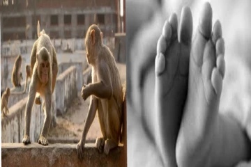 கைக்குழந்தையை தந்தையிடம் பறித்து 3வது மாடியில் இருந்து வீசிய குரங்குகள்!