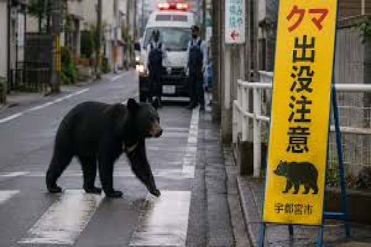 ஜப்பானில் கரடியால் மூடப்பட்ட நூறு பாடசாலைகள் | Bear In Japan Infests 100 Schools ஜப்பானில் கரடியால் மூடப்பட்ட நூறு பாடசாலைகள் | Bear In Japan Infests 100 Schools