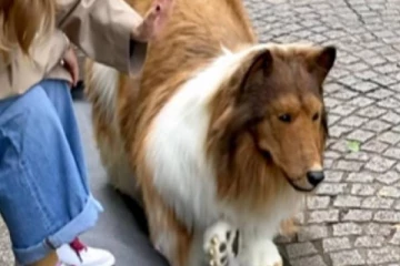 ரூ.17 லட்சம் செலவிட்டு நாயாக தம்மை மாற்றிக்கொண்ட நபர்: வெளிவரும் வினோத சம்பவம்